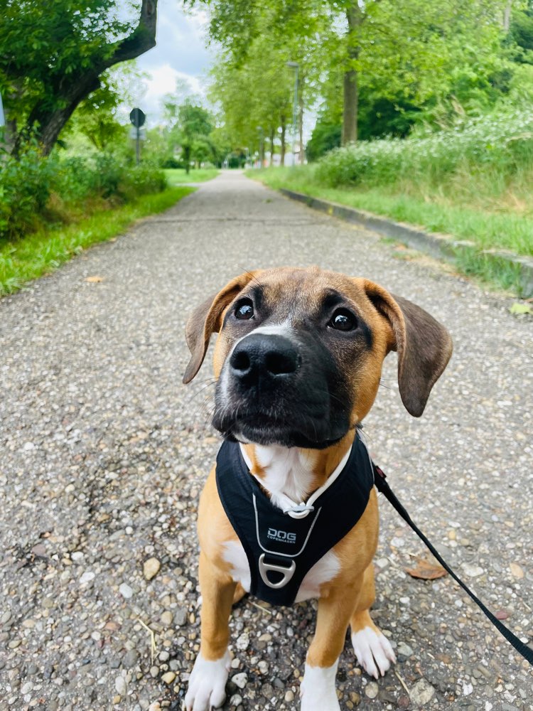 Hundetreffen-Gassirunde 🐾-Profilbild