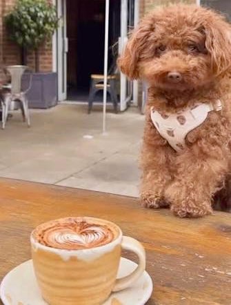 Euer Hund wartet auf euren ersten Kaffee 🙃 Banner