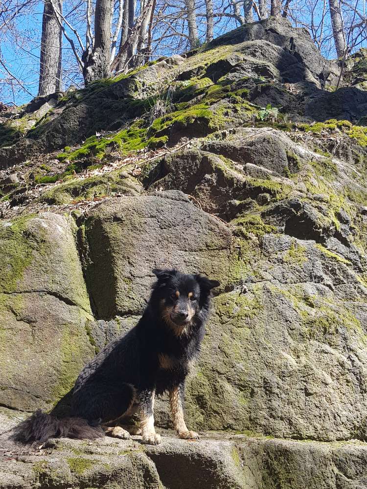 Hundetreffen-Gemütlicher Spaziergang Dresden-Profilbild