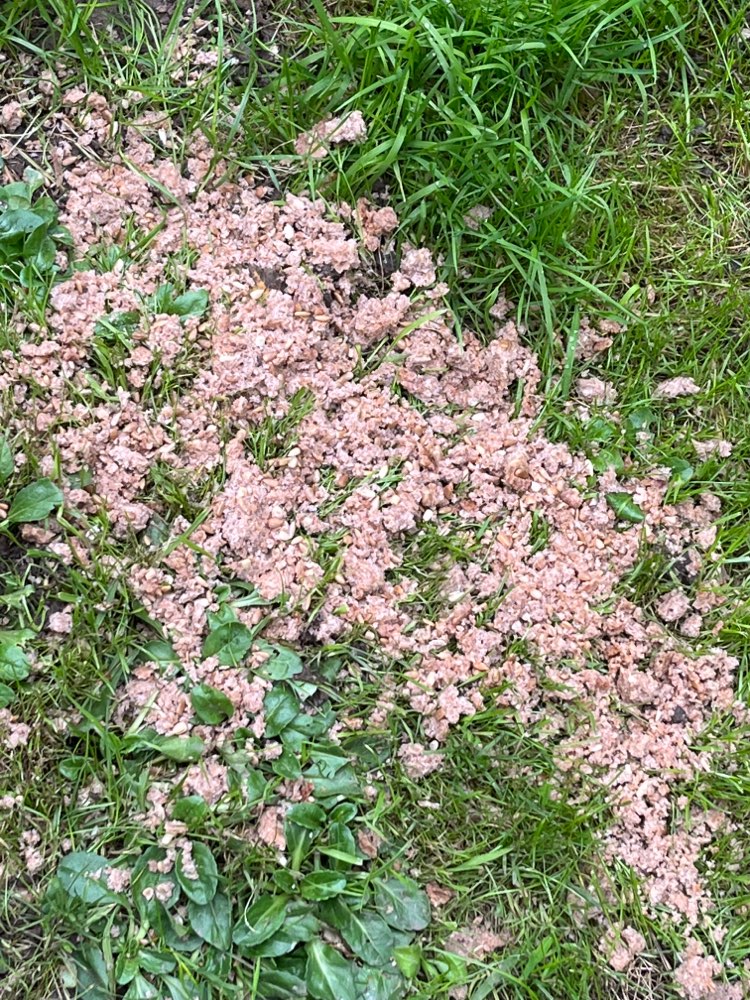 Giftköder-Potenzielle Giftköder-Profilbild