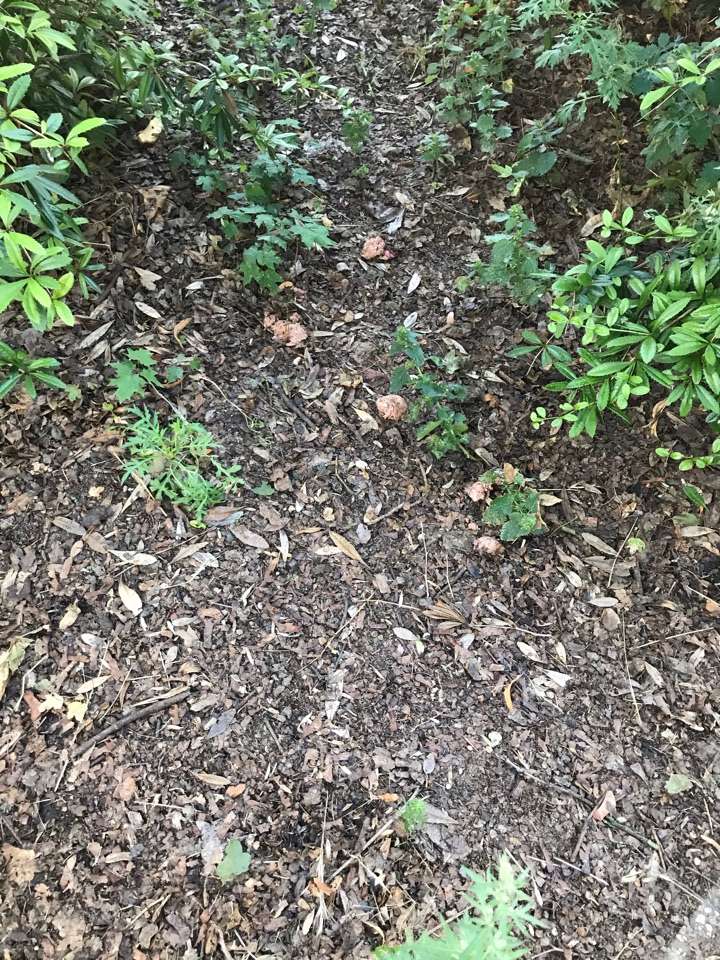 Giftköder-Fleisch im Gebüsch Schöneberg-Profilbild