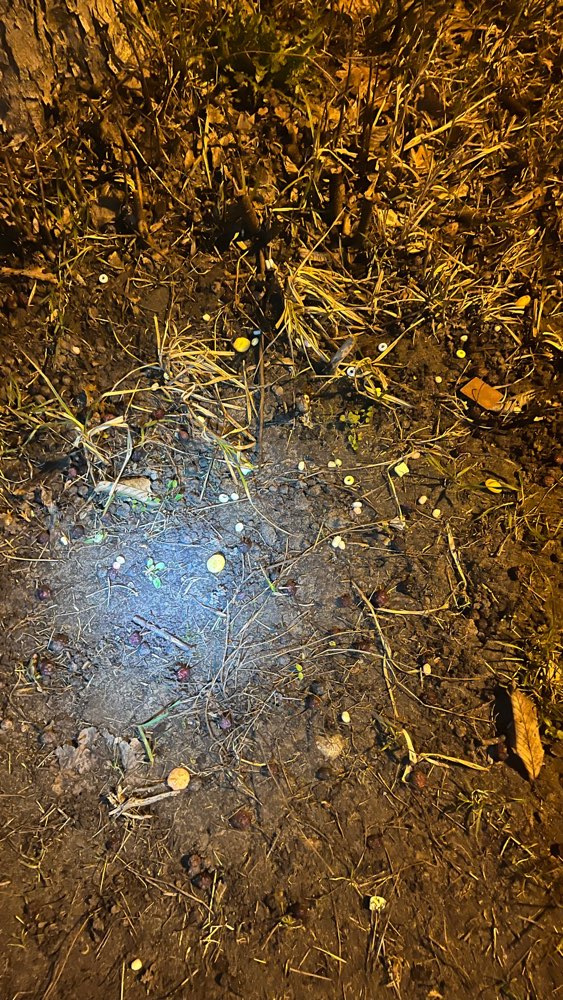 Giftköder-Komische Substanz am Boden-Profilbild