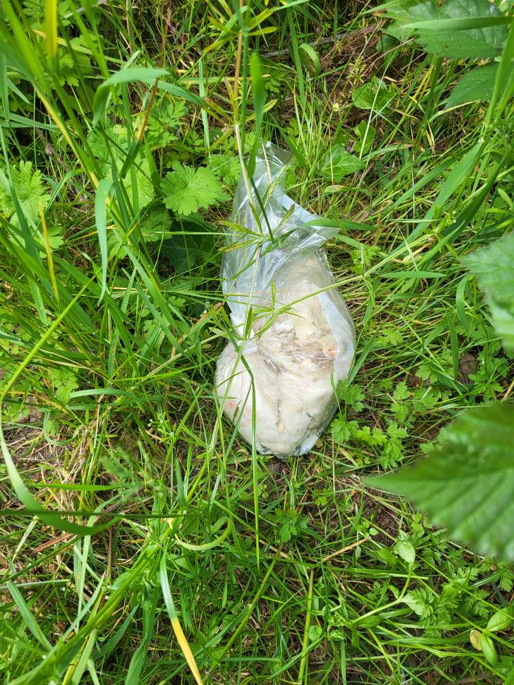 Giftköder-Eventuell Giftköder-Profilbild