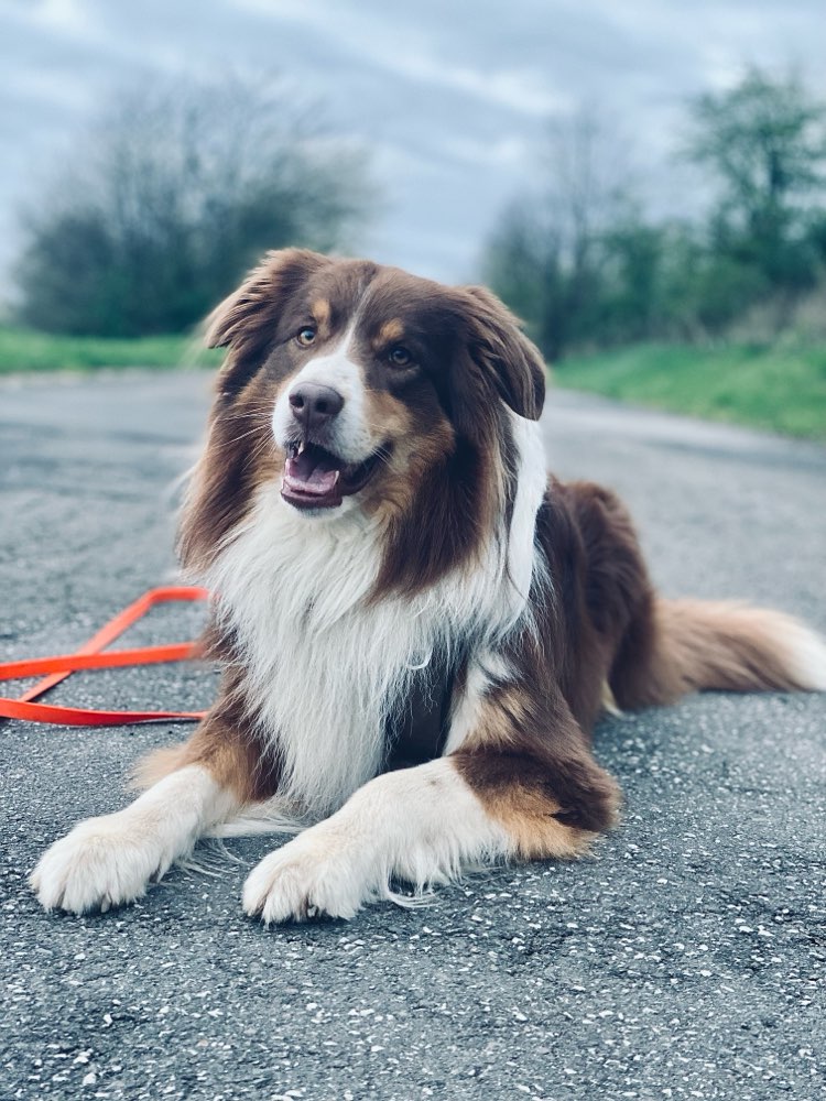 Hundetreffen-Social Walk 🐶-Profilbild