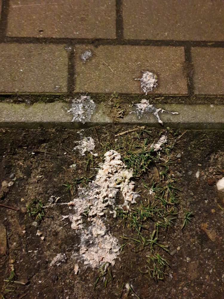 Giftköder-Weiße Substanz mit Thunfisch-Profilbild