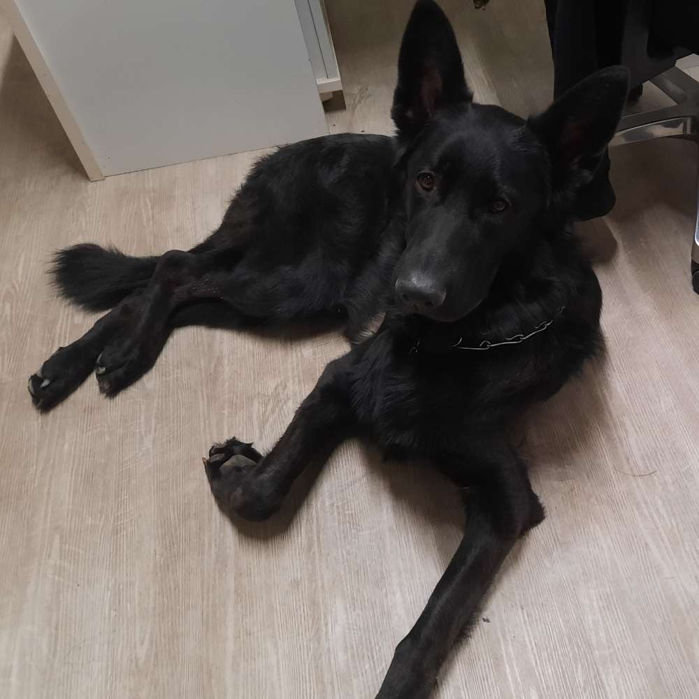 Hundetreffen-Hilfe Sozialisierung-Profilbild