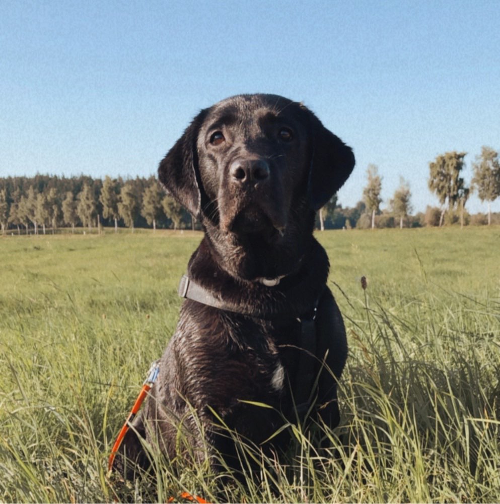 Hundetreffen-Spazieren,Abruftraining, Leinenführigkeit-Profilbild