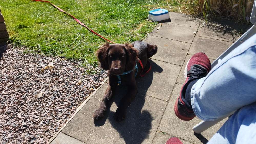 Hundetreffen-Welpenspiel für Junghunde-Profilbild