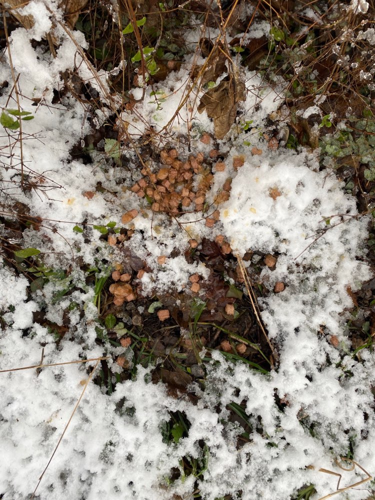 Giftköder-Futter im Wald-Profilbild