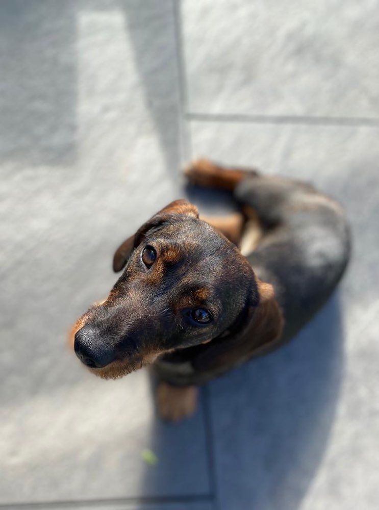 Hundetreffen-K-Profilbild