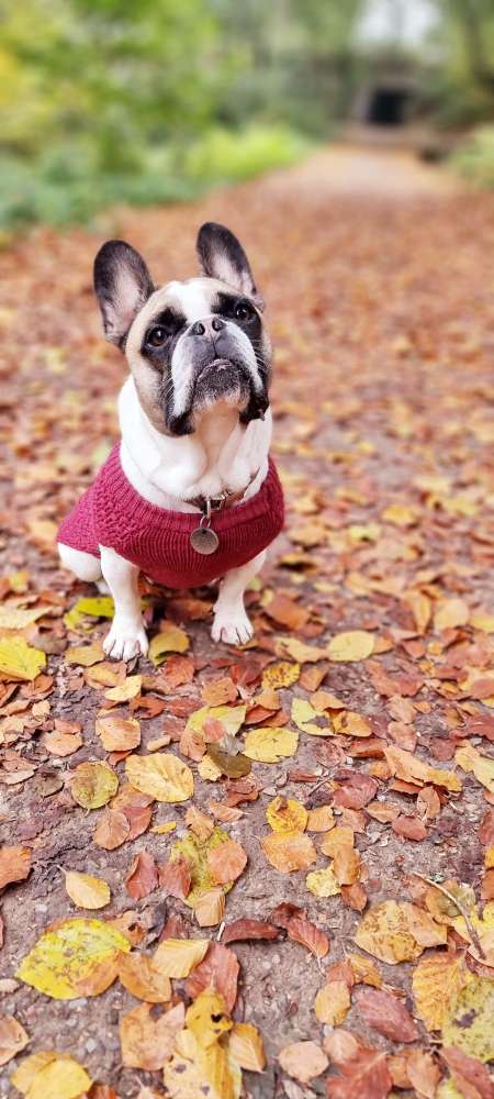 Hundetreffen-Gassirunde-Profilbild