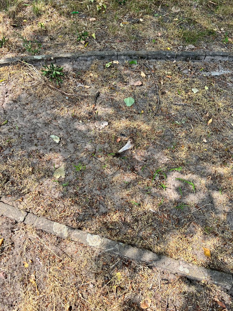 Giftköder-Knochen-Profilbild