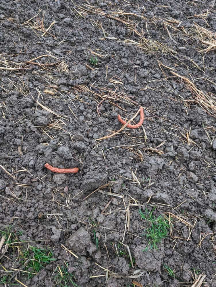 Giftköder-Würstchen-Profilbild