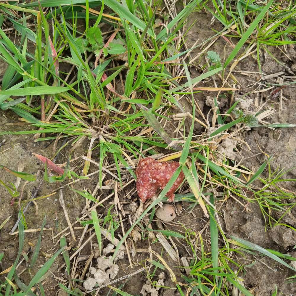 Giftköder-Giftköder-Profilbild