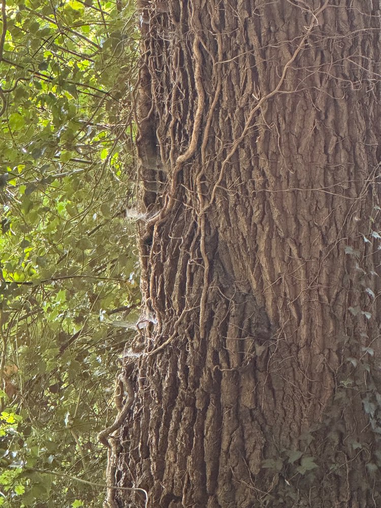 Giftköder-Eichenprozessionsspinner-Profilbild