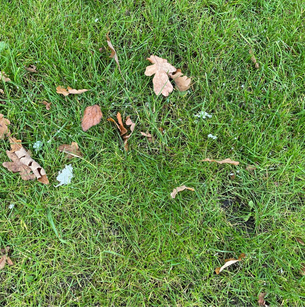 Giftköder-Erneut Giftpulver gestreut-Profilbild