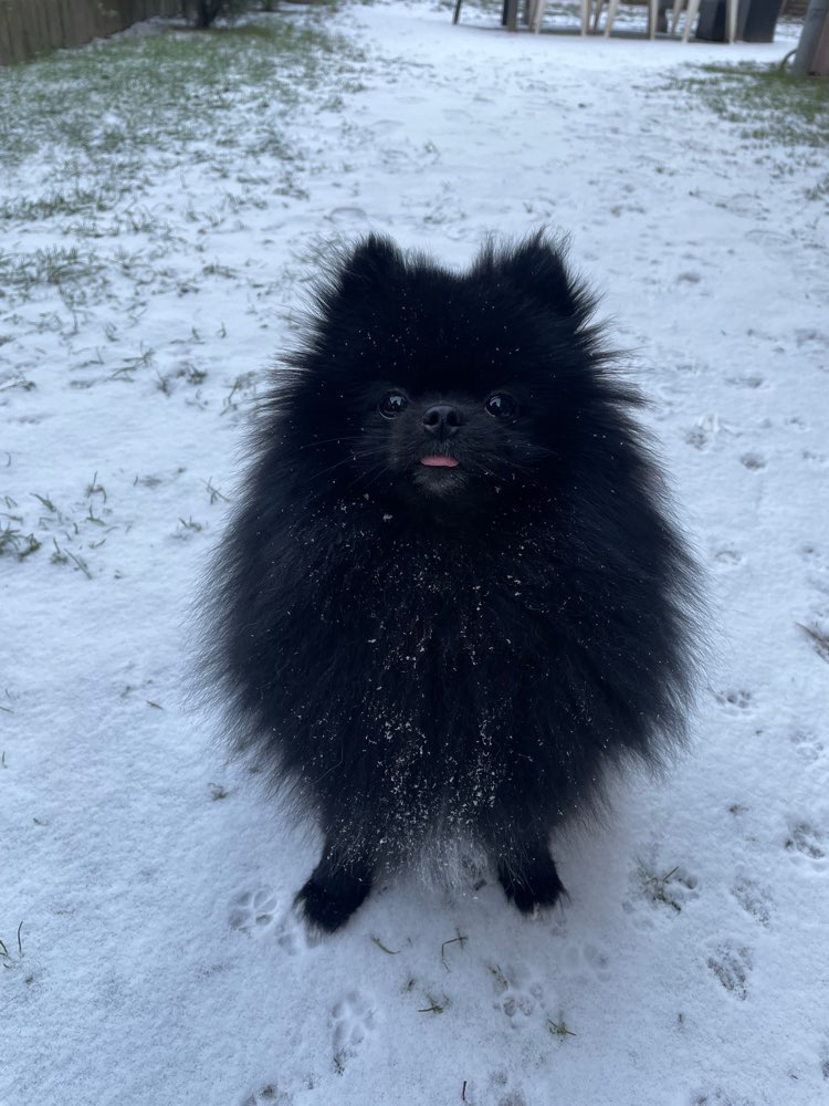 Hundetreffen-Treffen - kleine Hunde-Profilbild