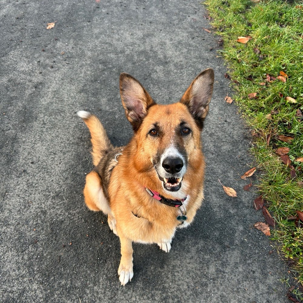 Hundetreffen-Paprika sucht Hunde für gemütliche Gassi-Runden-Profilbild