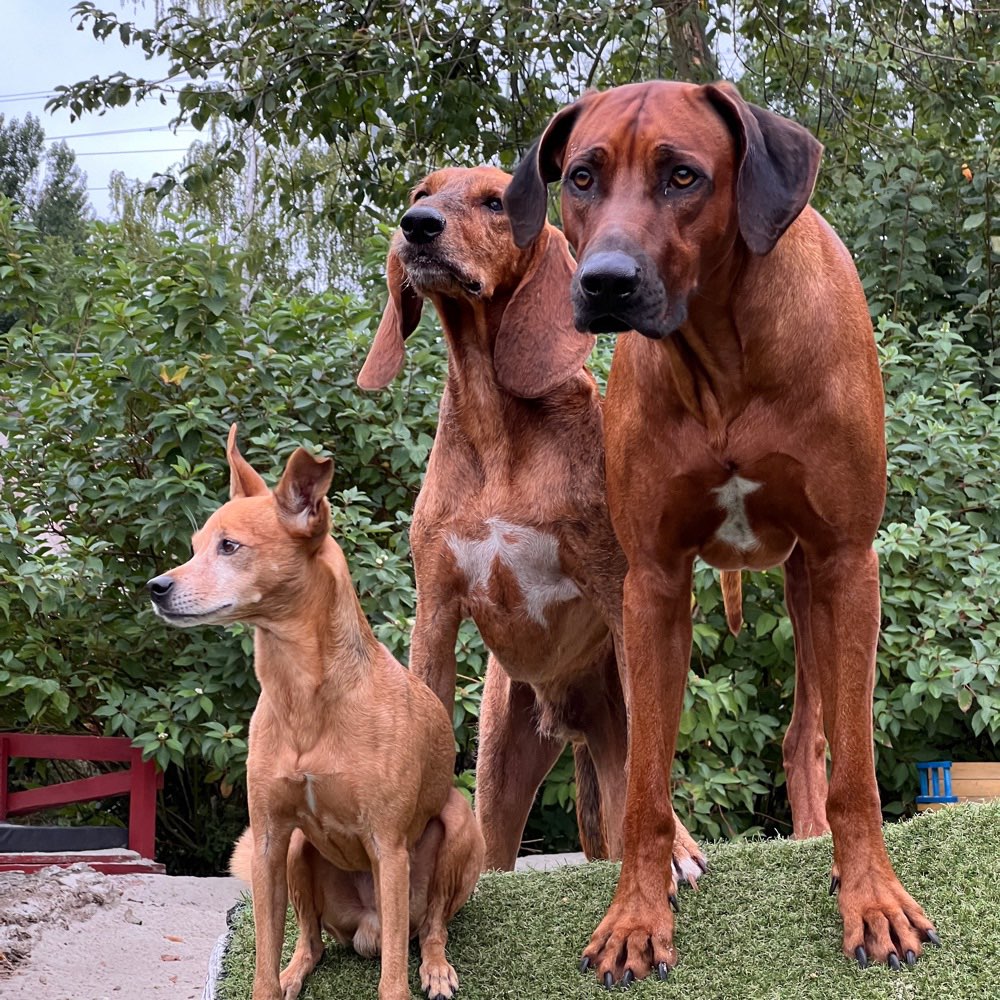 Hundetreffen-Hundewiese im Raum 79618?-Profilbild