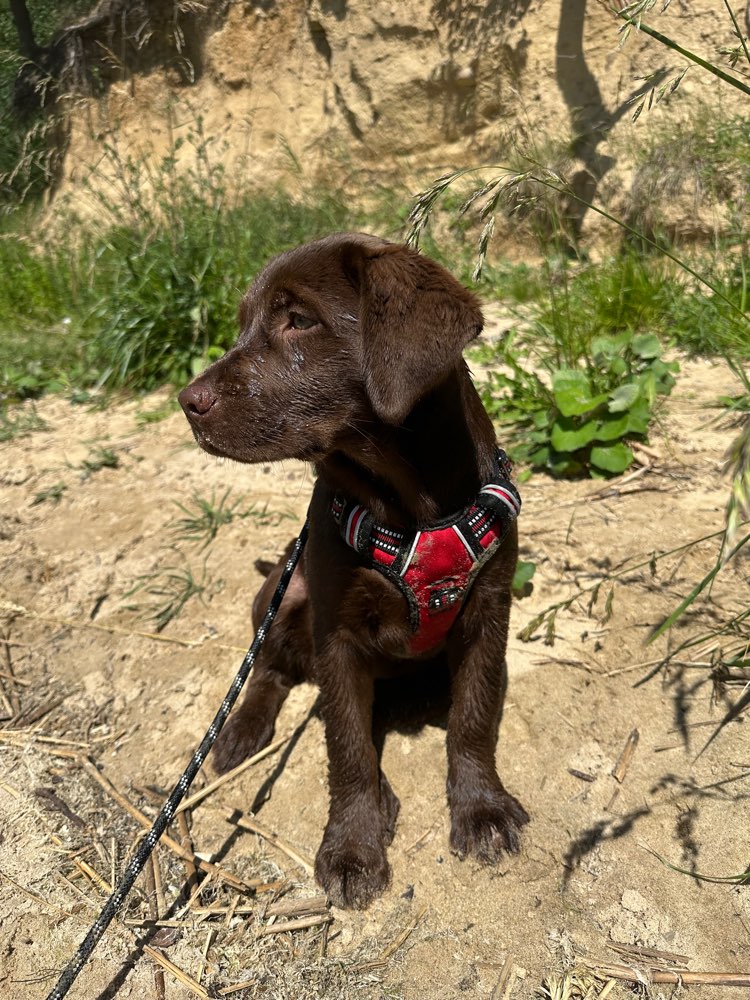 Hundetreffen-Welpentreffen Rostock-Profilbild