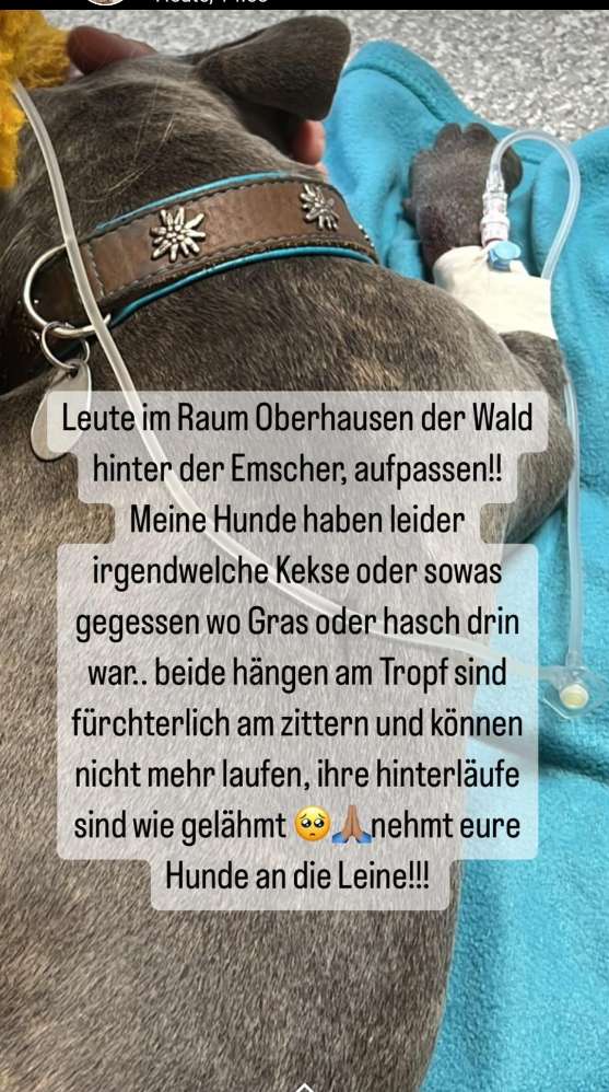 Giftköder-THC-Profilbild