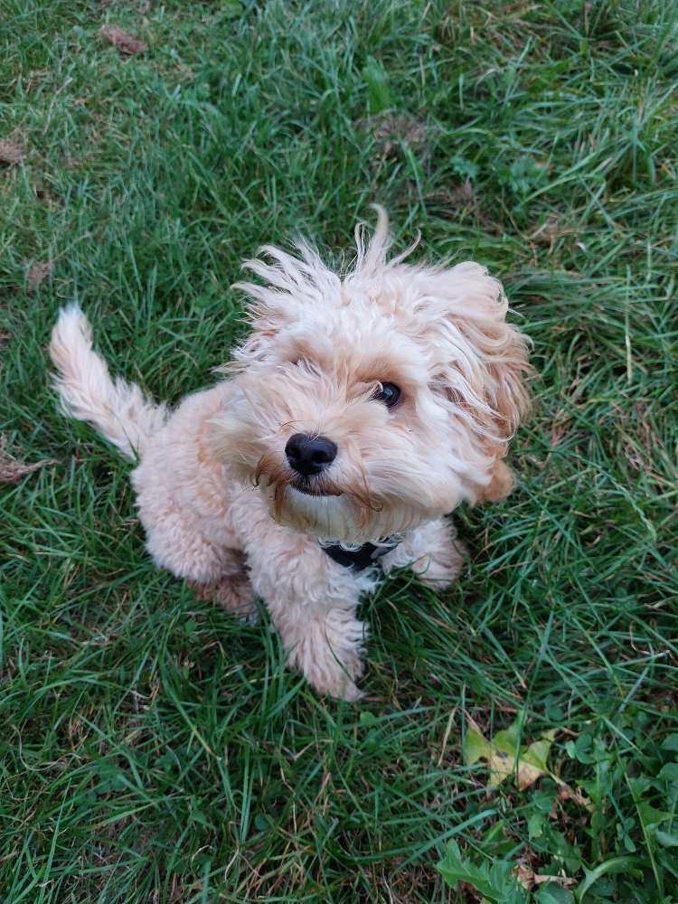 Hundetreffen-Zusammen Gassi gehen-Profilbild