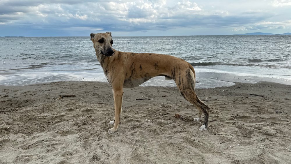 Hundetreffen-Windhund Freunde Kreis Rosenheim-Profilbild