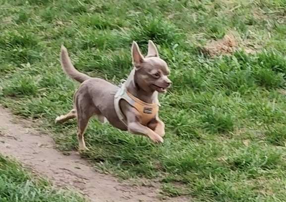 Hundetreffen-Eddie sucht kleine Spielfreunde in Alt-Mariendorf-Profilbild