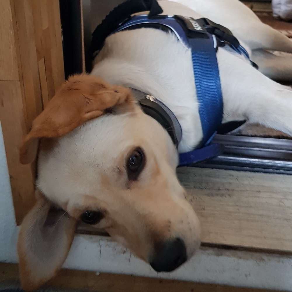 Hundetreffen-Sozialverhalten, Training-Profilbild