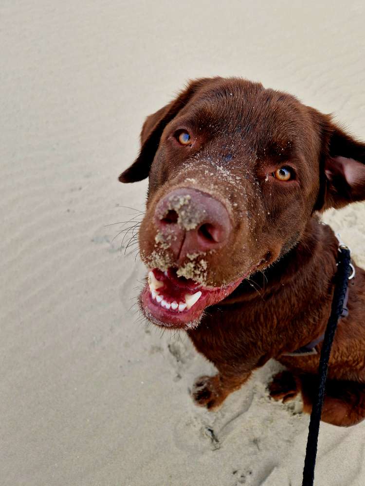 Hundetreffen-Spielpartner gesucht :)-Profilbild