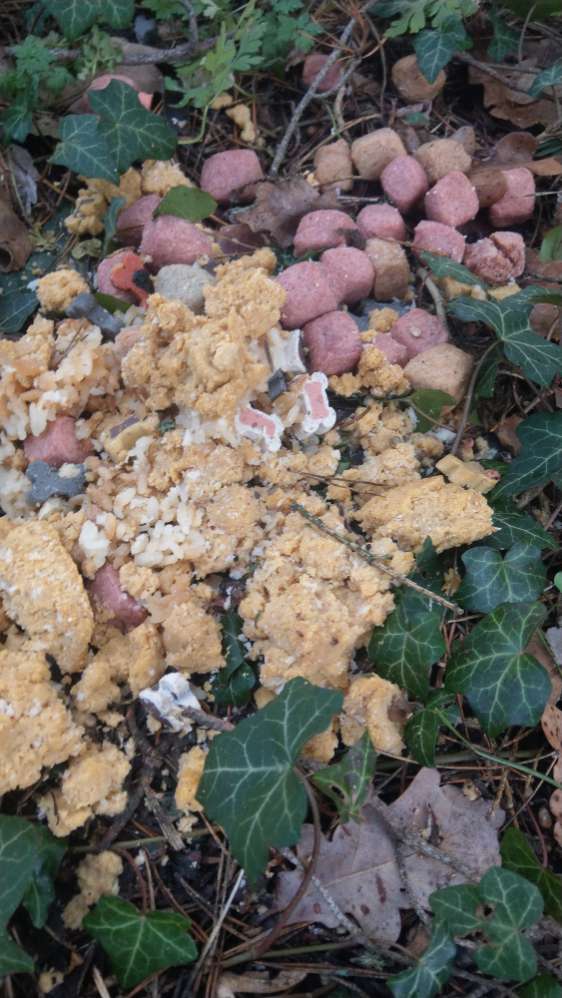 Giftköder-Futter evtl Gift-Profilbild