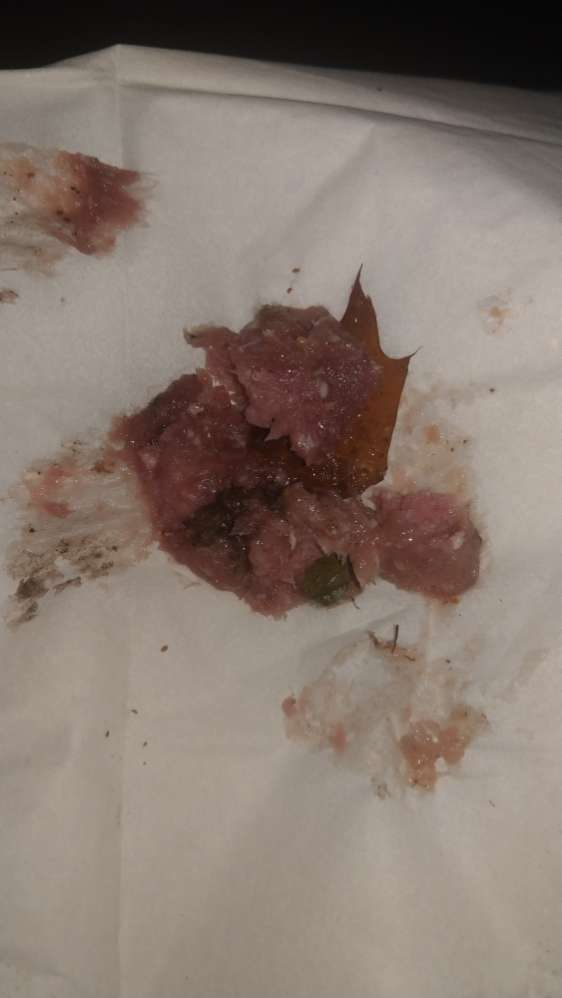 Giftköder-Fleisch im Gebüsch-Profilbild