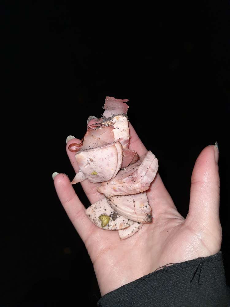 Giftköder-Möglicher Köder-Profilbild