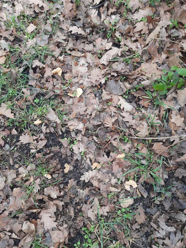 Giftköder-Fleisch mit Rosinen-Profilbild
