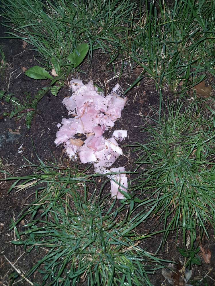 Giftköder-Ausgelegte Wurst-Profilbild