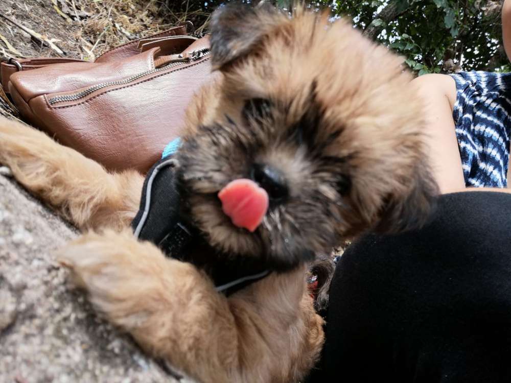 Hundetreffen-Welpentreff um Wedding-Profilbild