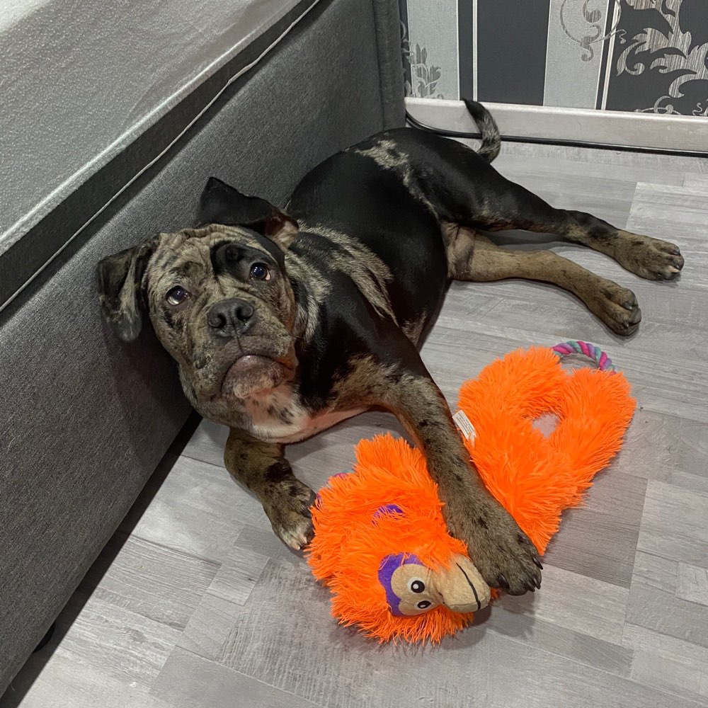 Hundetreffen-Welpen treffen :)und vill neue Freunde für meinen kleinen finden:)-Profilbild