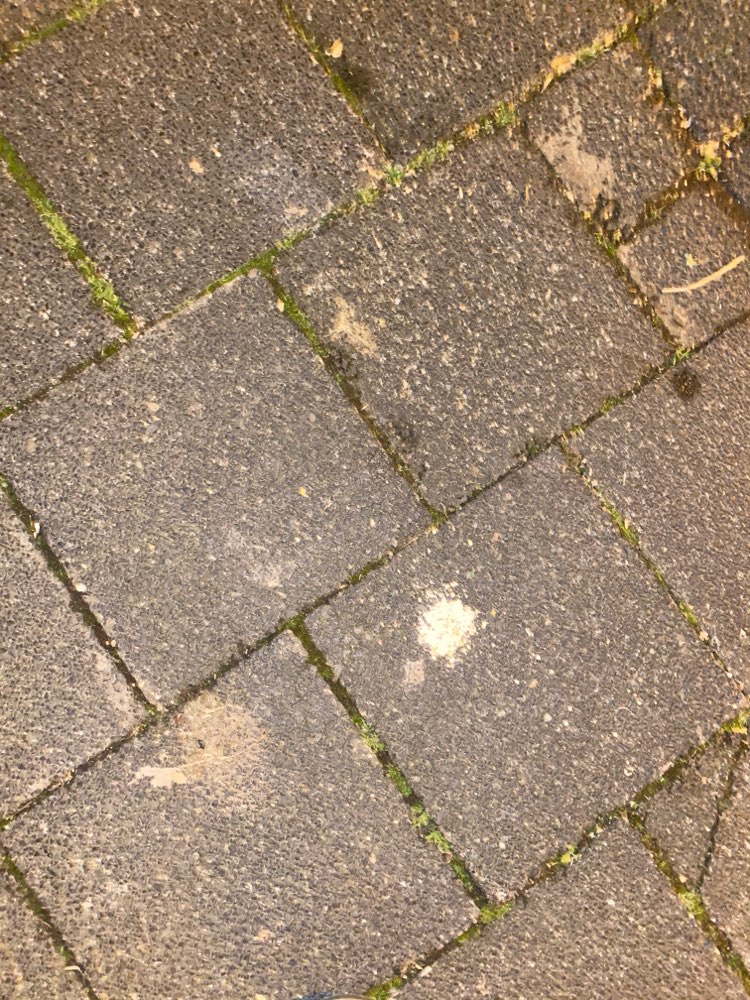 Giftköder-Weißes Pulver-Profilbild