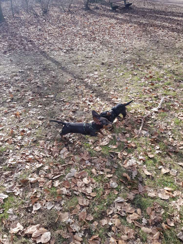 Hundetreffen-Dackeltreffen im Stadtpark-Profilbild