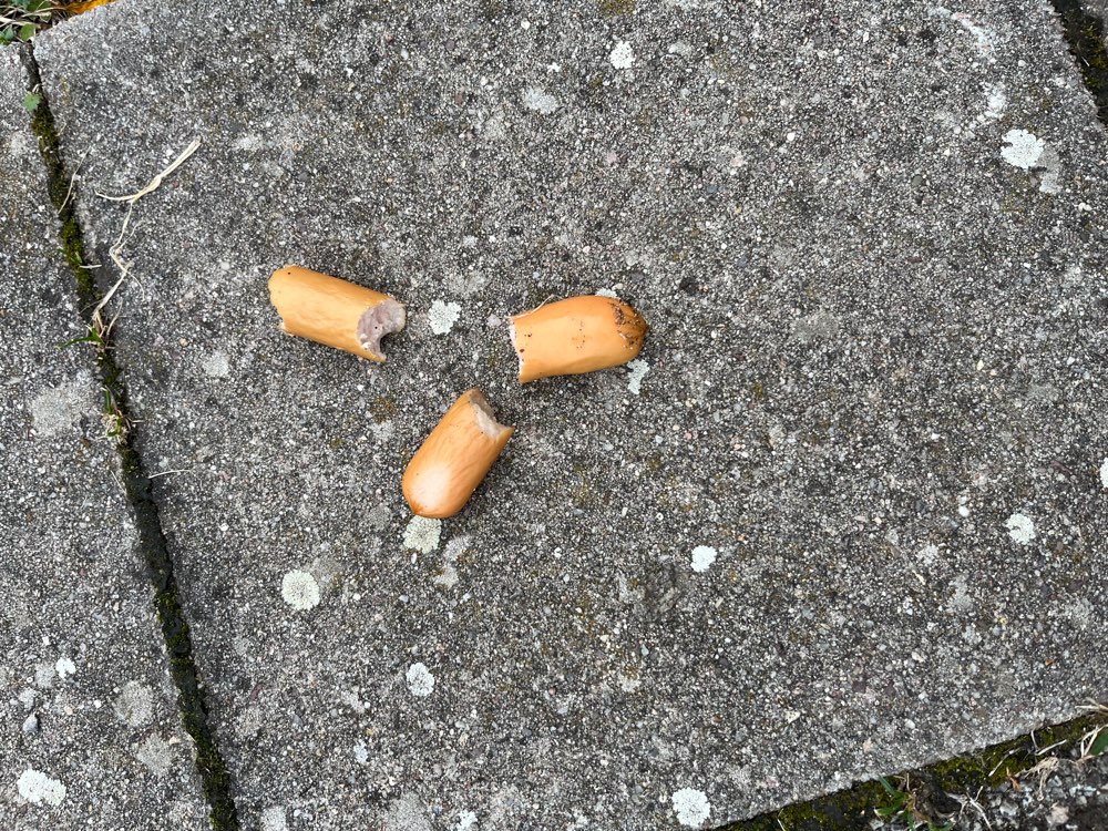 Giftköder-Wiener Würstchen Stücke-Profilbild