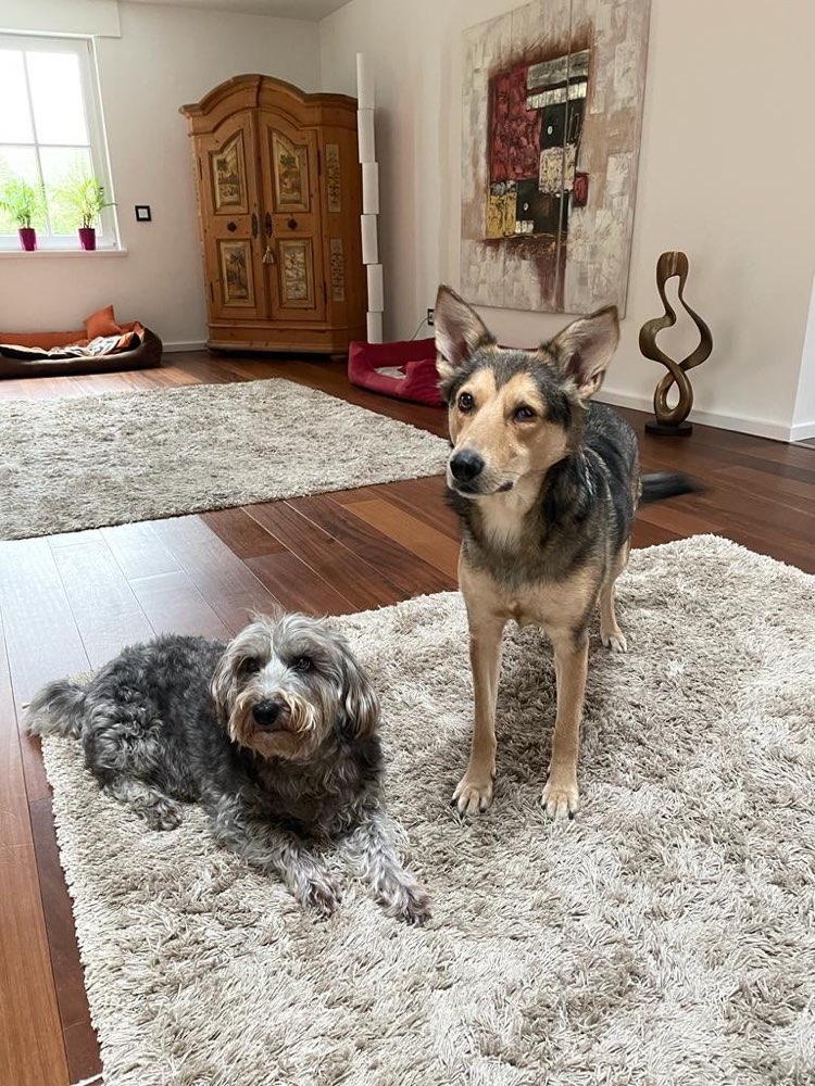 Hundetreffen-Spaziergang mit ängstlichem Hund-Profilbild