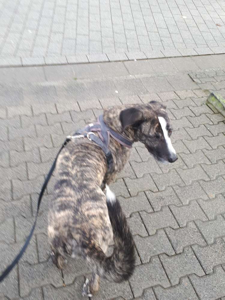 Hundetreffen-Gassi-geh und @Spielkamerad(in)-Profilbild