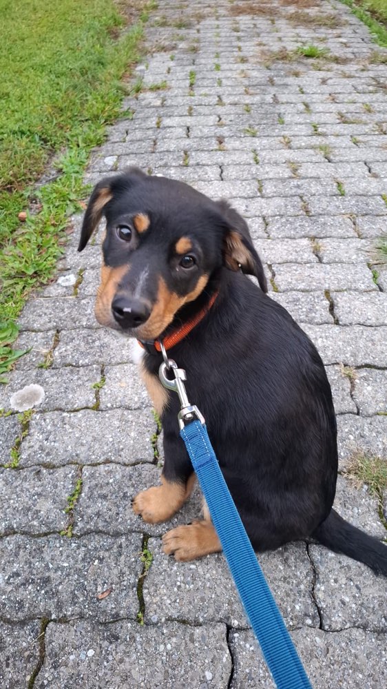 Hundetreffen-Spielrunde mit meinem Welpen-Profilbild