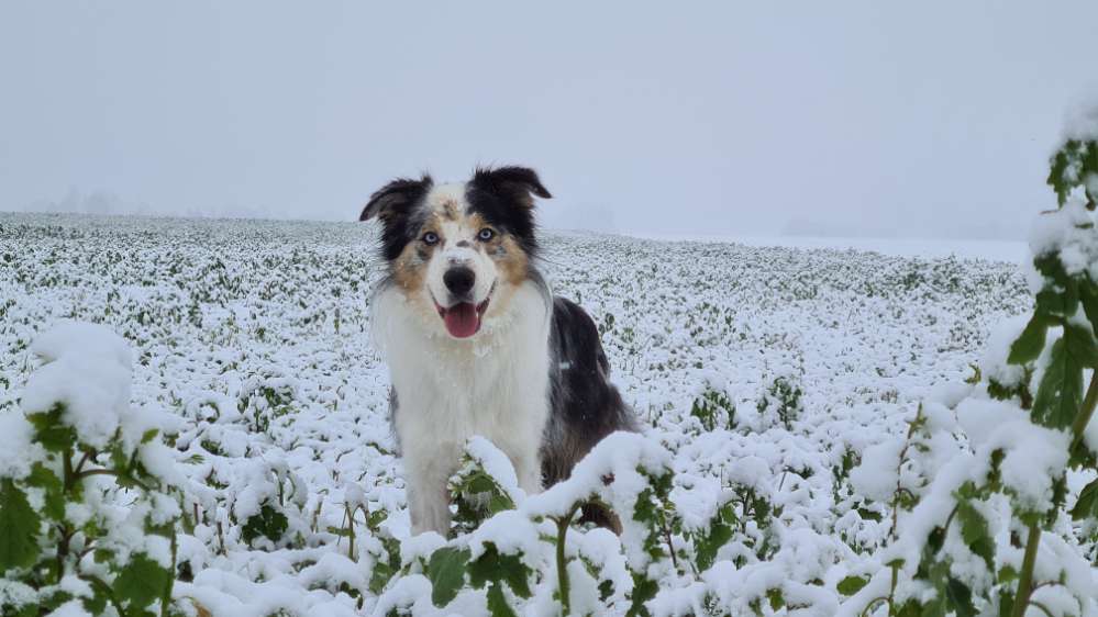 Hundetreffen-Sozial walk-Profilbild