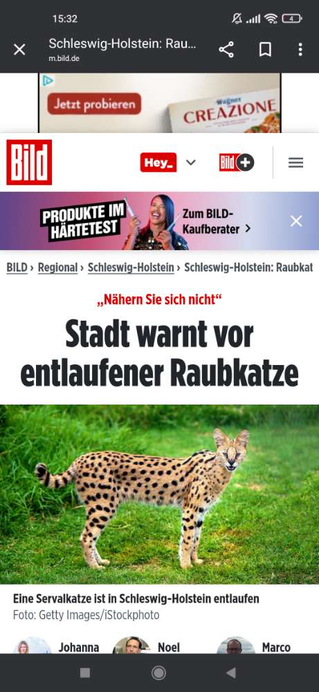 Giftköder-Wildkatze entlaufen-Profilbild