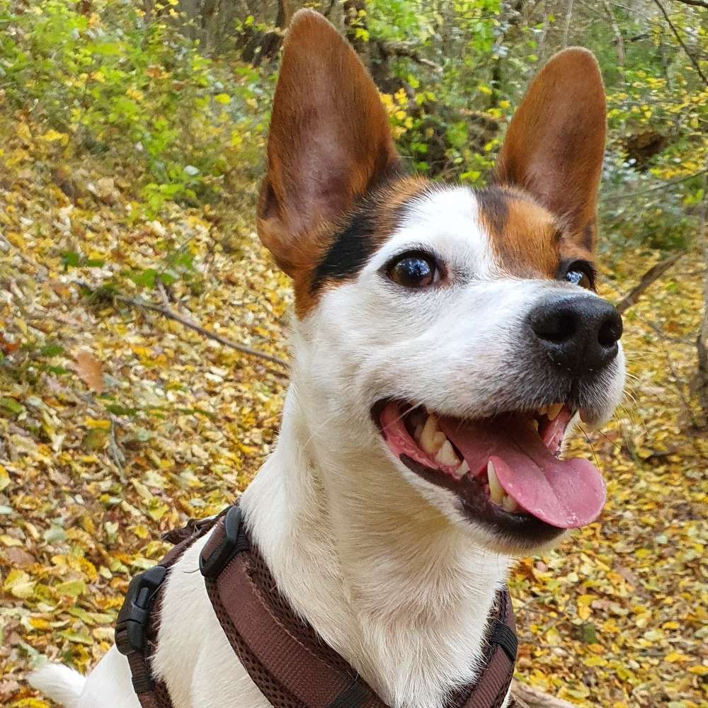 Hundetreffen-Gemeinsames Spielen oder Gassirunden-Profilbild