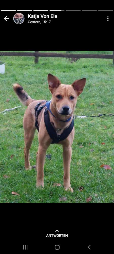 Hundetreffen-In treia-Profilbild