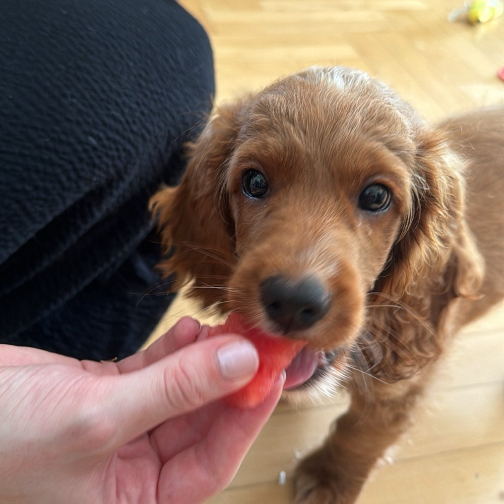 Hundetreffen-Welpentreffen-Profilbild