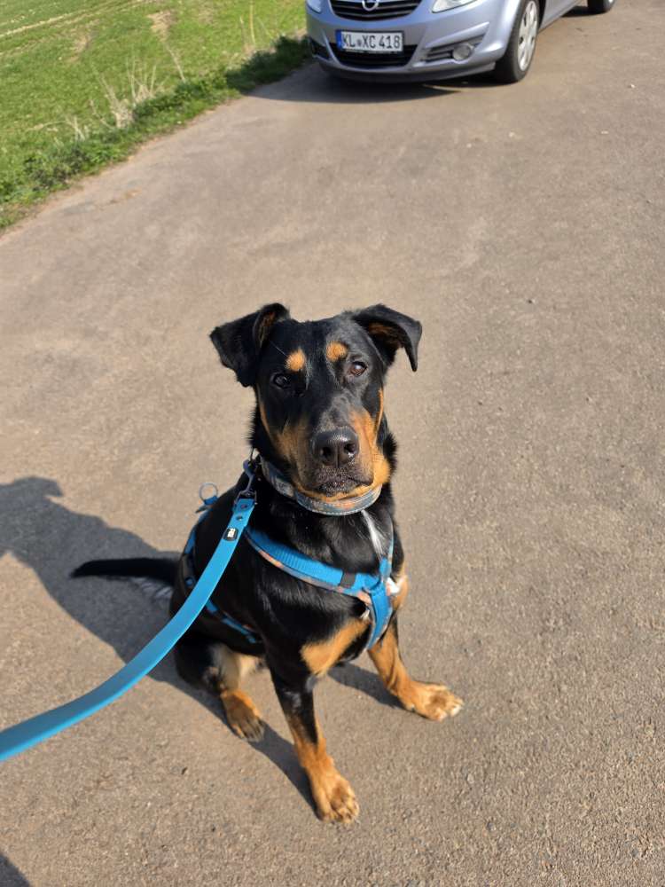 Hundetreffen-Training Hundebegegnungen-Profilbild