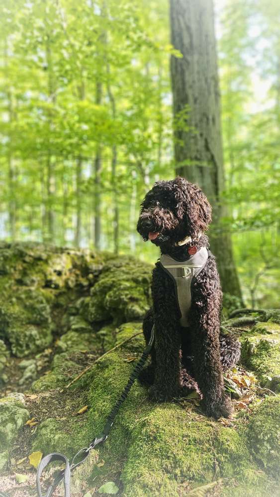 Hundetreffen-Gemeinsames Gassigehen, spielen, trainieren-Profilbild